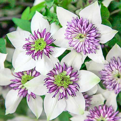 Iszalag (Clematis) Bicolor termék fotó 1 Iszalag (Clematis) Bicolor kép 1 termék 4757