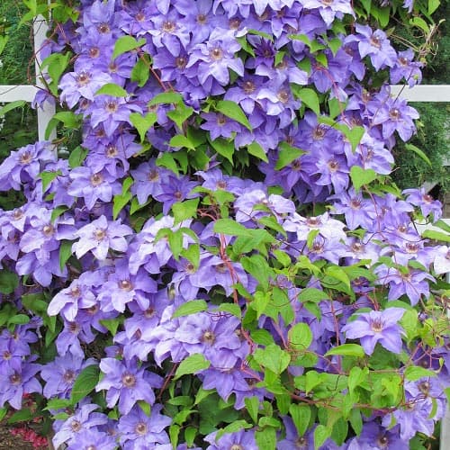 Iszalag (Clematis) Blue Angel, P9 kép 1 termék 9051