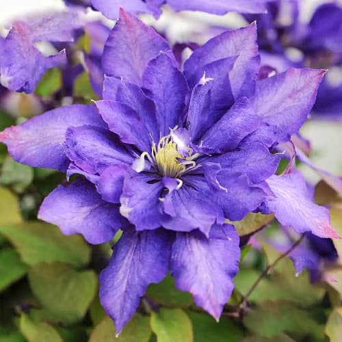 Iszalag (Clematis) Daniel Deronda kép 1 termék 1553