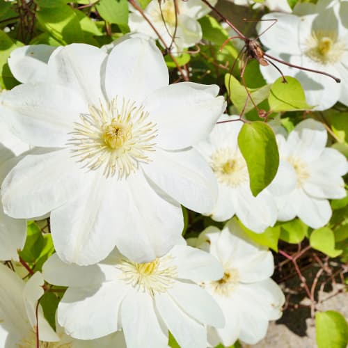 Iszalag (Clematis) Guernsay Cream termék fotó 1 Iszalag (Clematis) Guernsay Cream kép 1 termék 4122