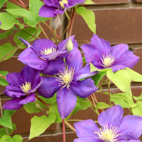 Iszalag (Clematis) Kaczynski termék fotó 1 Iszalag (Clematis) Kaczynski kép 1 termék 5875