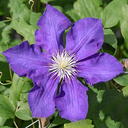 Iszalag (Clematis) Lady Betty Balfour kép 1 termék 1556
