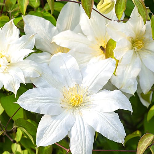 Iszalag (Clematis) Lemon Chiffo, P9 termék fotó 1 Iszalag (Clematis) Lemon Chiffo, P9 kép 1 termék 4120