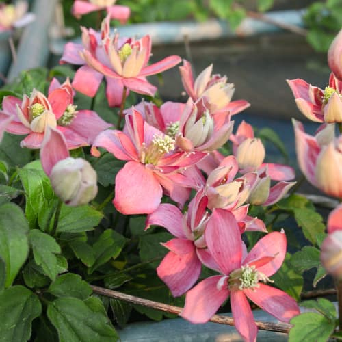 Iszalag (Clematis) Marjorie, P9 kép 1 termék 5874