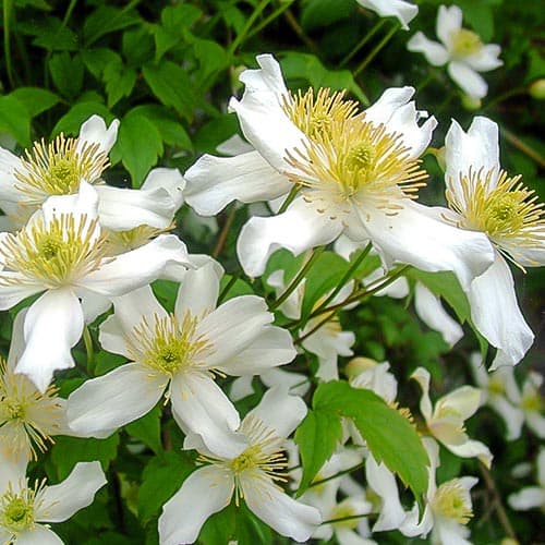 Iszalag (Clematis) montana Alba termék fotó 1 Iszalag (Clematis) montana Alba kép 1 termék 9581