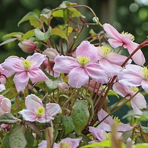 Iszalag (Clematis) montana Rubens termék fotó 1 Iszalag (Clematis) montana Rubens kép 1 termék 9052