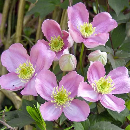 Iszalag (Clematis) Montana Tetrarose kép 1 termék 1558