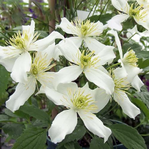 Iszalag (Clematis) Montana Wilsonii kép 1 termék 1559