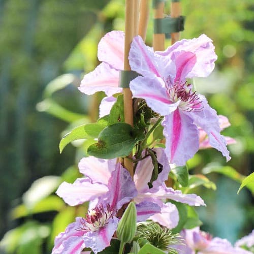 Iszalag (Clematis) Mrs N. Thompson kép 1 termék 9061