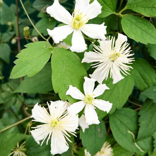 Iszalag (Clematis) Paul Farges termék fotó 1 Iszalag (Clematis) Paul Farges kép 1 termék 4116
