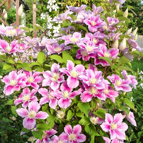 Iszalag (Clematis) Piilu, P9 kép 1 termék 9583