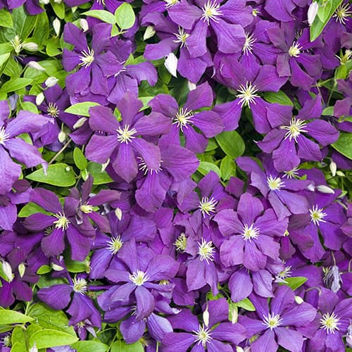 Iszalag (Clematis) Romantica termék fotó 1 Iszalag (Clematis) Romantica kép 1 termék 4763