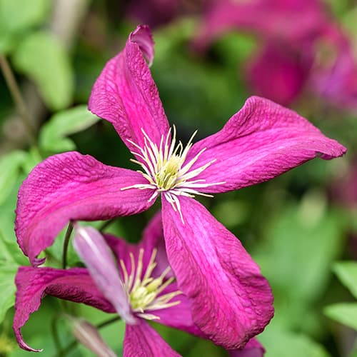 Iszalag (Clematis) Rubra termék fotó 1 Iszalag (Clematis) Rubra kép 1 termék 5649