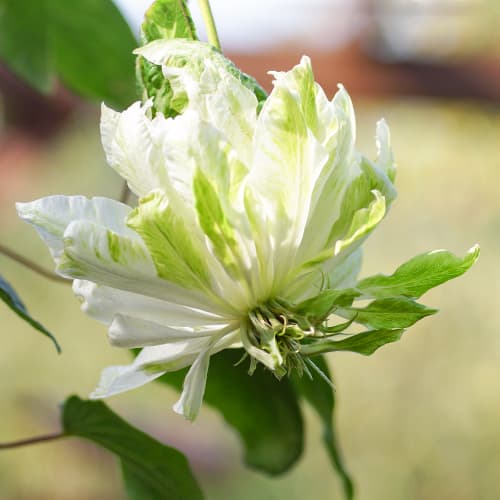 Iszalag (Clematis) Sen-No-Kaze, P9 kép 1 termék 5654