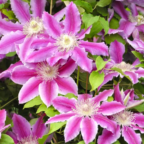 Iszalag (Clematis) Tudor, P9 kép 1 termék 9058