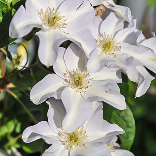 Iszalag (Clematis) Yukikomachi, Р9 kép 1 termék 9665