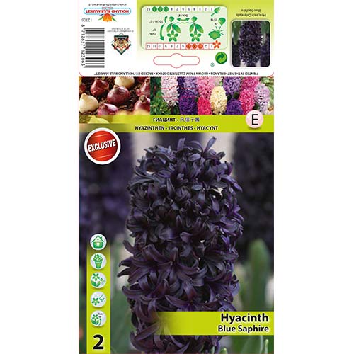 Jácint Blue Saphire kép 1 termék 67358