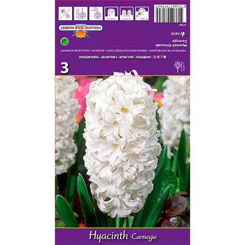 Jácint Carnegie kép 1 termék 67587