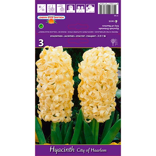 Jácint City of Haarlem kép 1 termék 67594