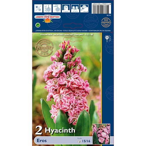 Jácint Double Eros kép 1 termék 67591