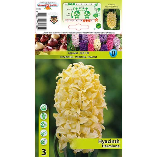 Jácint Hermione kép 1 termék 70271