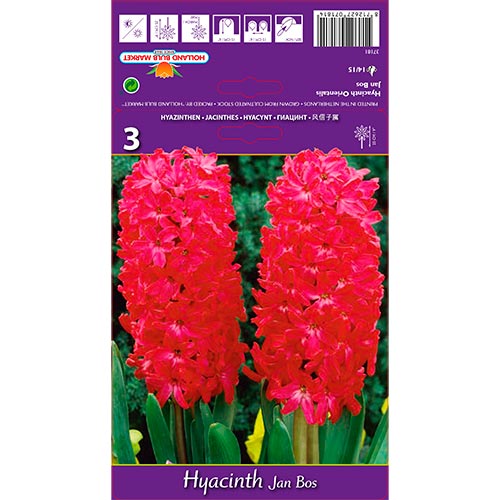 Jácint Jan Bos kép 1 termék 67596