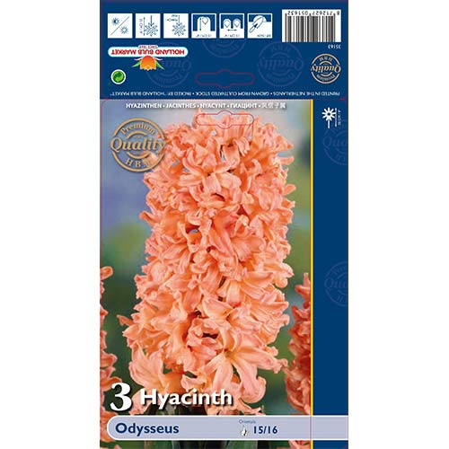 Jácint Odysseus kép 1 termék 68010