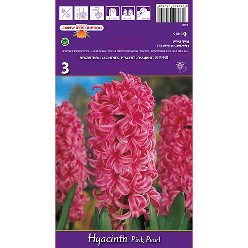 Jácint Pink Pearl termék fotó 1 Jácint Pink Pearl kép 1 termék 67365