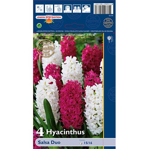 Jácint Salsa Duo, mix kép 1 termék 68011