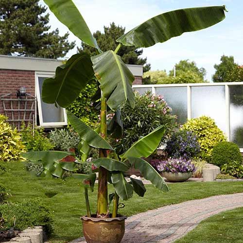 Japán banán Musa basjoo termék fotó 1 Japán banán Musa basjoo kép 1 termék 76634