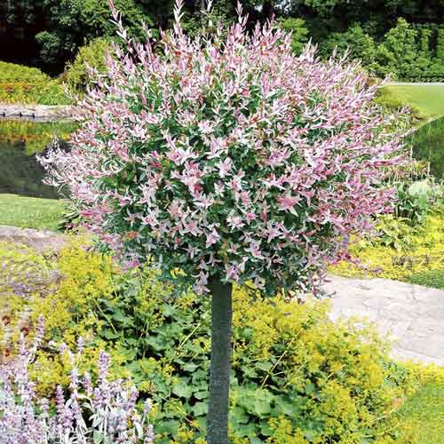 Japán fűz Hakuro Nishiki, C3 kép 1 termék 7713