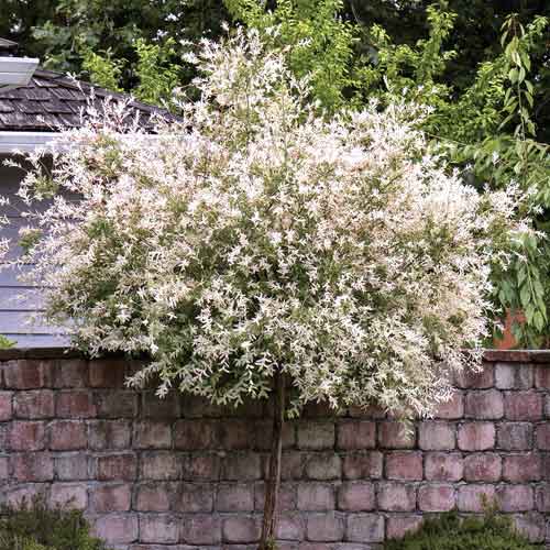 Japán fűz Pendula, C5 kép 1 termék 7714