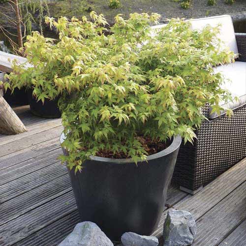 Japán juhar Little Princess, C3 termék fotó 1 Japán juhar Little Princess, C3 kép 1 termék 8500