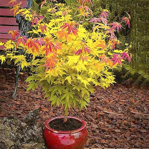 Japán juhar Orange Dream kép 1 termék 5584