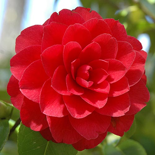 Japán kamélia Red kép 1 termék 76649