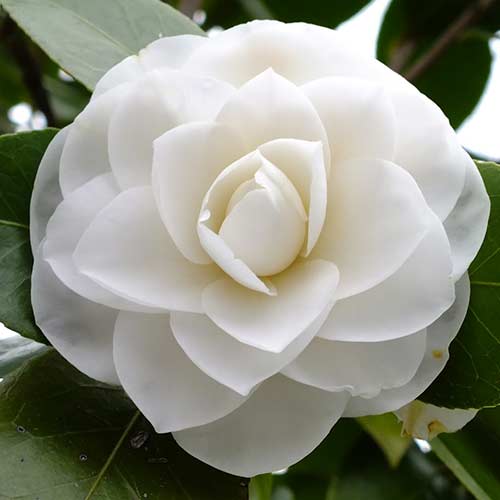 Japán kamélia White termék fotó 1 Japán kamélia White kép 1 termék 76646