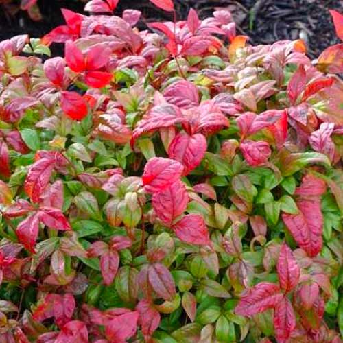 Japán szentfa Fire Power kép 1 termék 5619