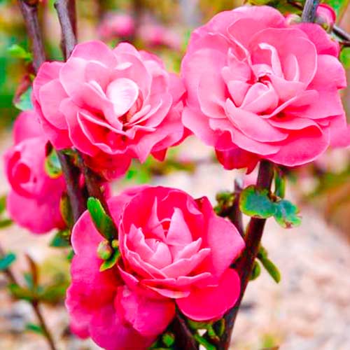 Japánbirs Pink Storm kép 1 termék 5592