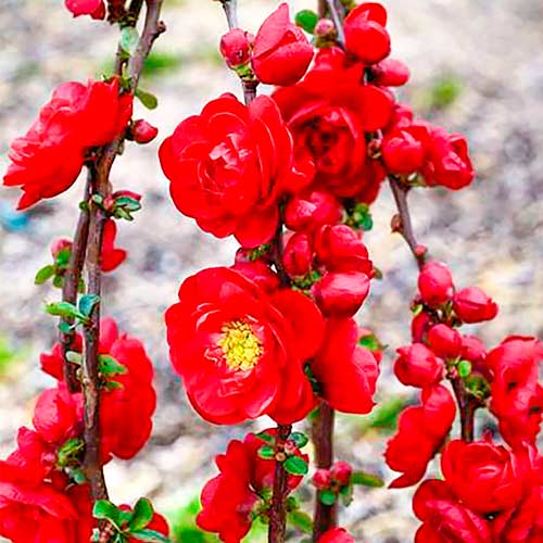 Japánbirs Scarlet Storm kép 1 termék 5593