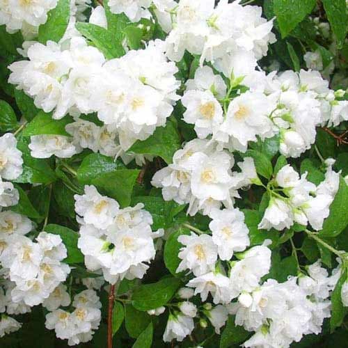 Jázmin Mont Blanc kép 1 termék 9108