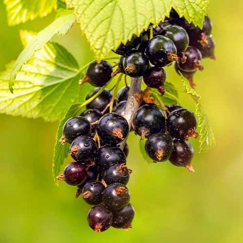 Josta kép 1 termék 5834