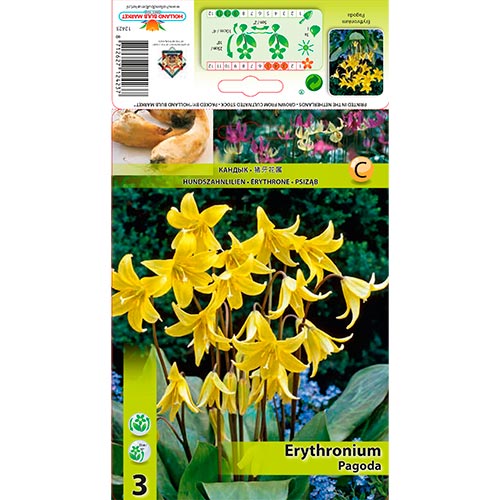 Kakasmandikó Pagoda kép 1 termék 67350