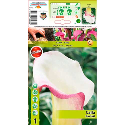 Kála Parfait kép 1 termék 76195