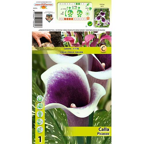 Kála Picasso kép 1 termék 70362