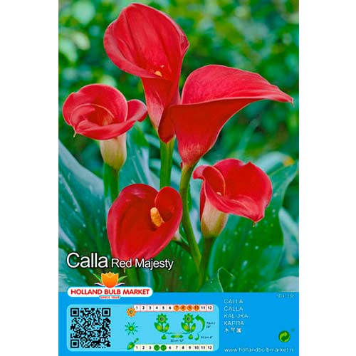 Kála Red termék fotó 1 Kála Red kép 1 termék 76398