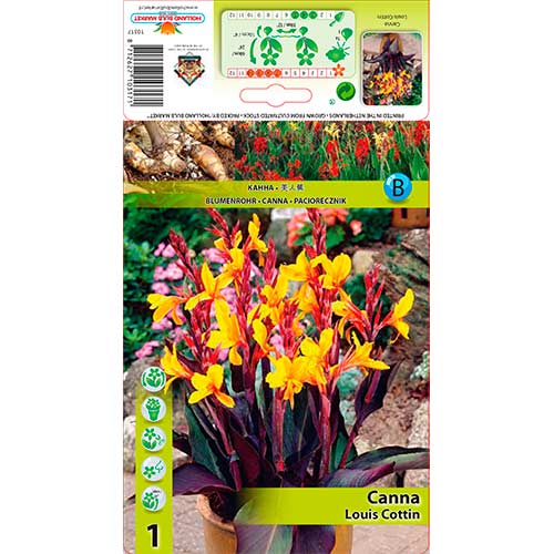 Kánna Louis Cottin kép 1 termék 76196