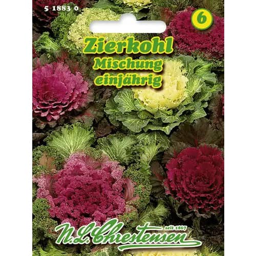 Káposzta dísz, színkeverék kép 1 termék 96404