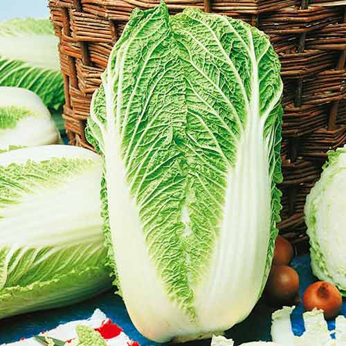 Káposzta Granaat - Kiepenkerl  kép 1 termék 96607