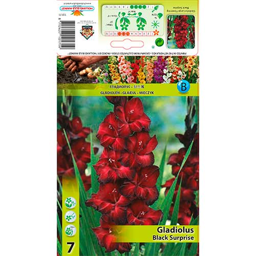 Kardvirág Black Surprise kép 1 termék 76243