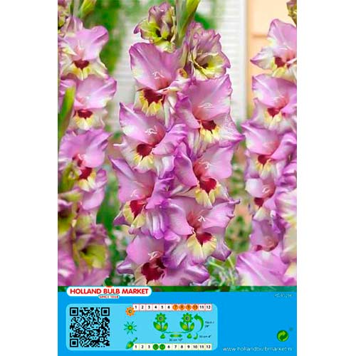 Kardvirág Bono's Memory kép 1 termék 76440